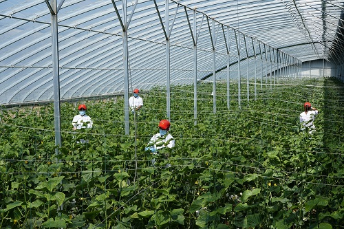 青島力源生態(tài)農場正式投產 首批綠色A級標準蔬菜直供北京